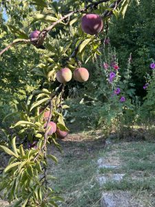 d33f0058-d73a-4417-a042-d5a1a7ca943b